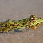 Wasserfrosch