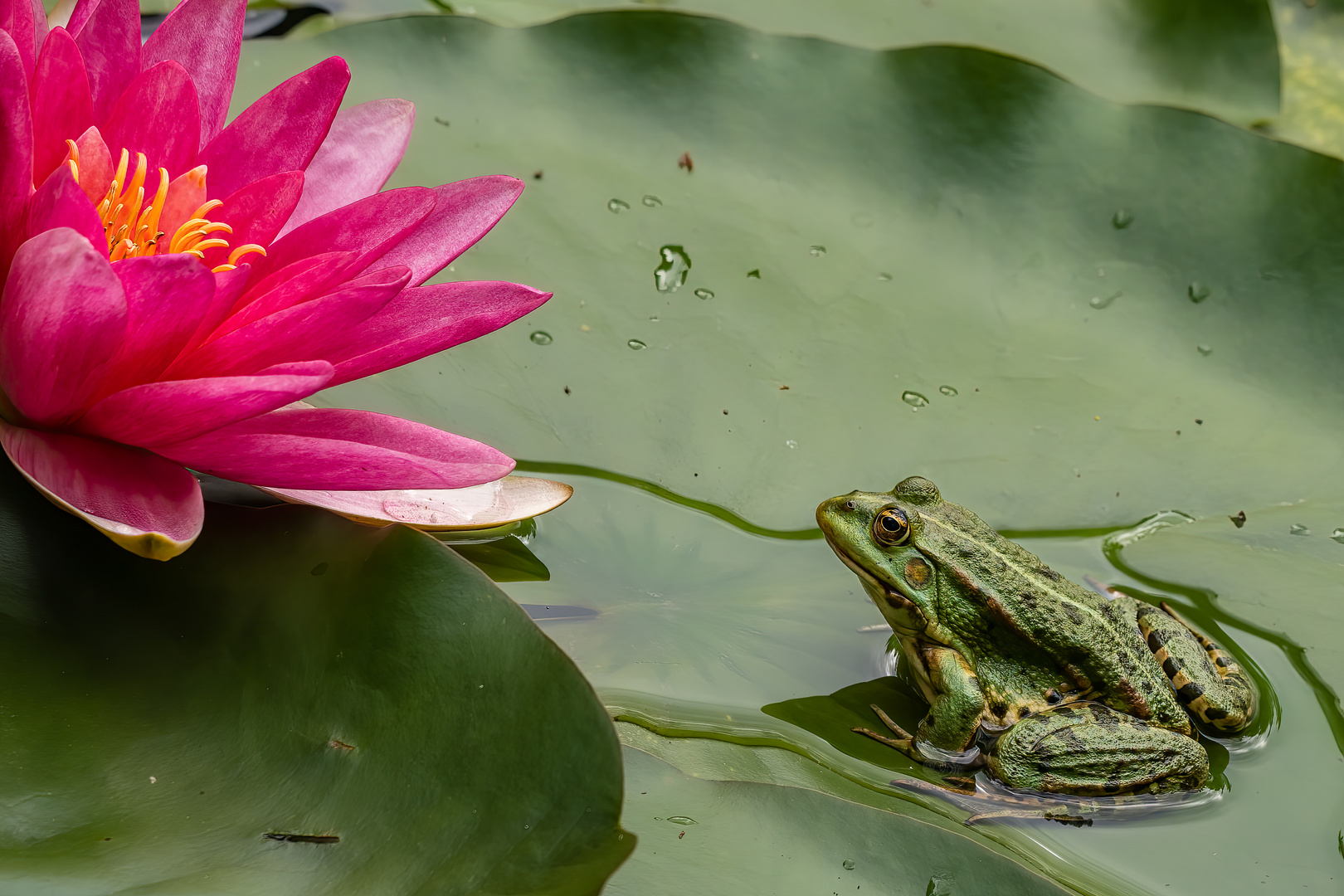 Wasserfrosch