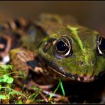 Wasserfrosch...