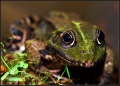 Wasserfrosch...