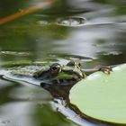 Wasserfrosch am Seerosenblatt