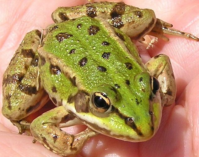 Wasserfrosch; auf der Hand fühlt er sich sichtlich wohl.