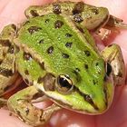 Wasserfrosch; auf der Hand fühlt er sich sichtlich wohl.