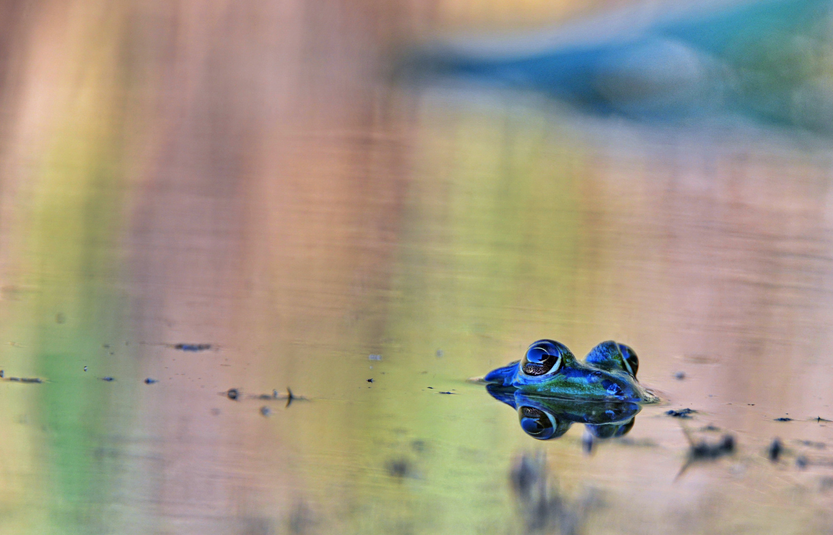 Wasserfrosch auf der Lauer