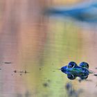 Wasserfrosch auf der Lauer