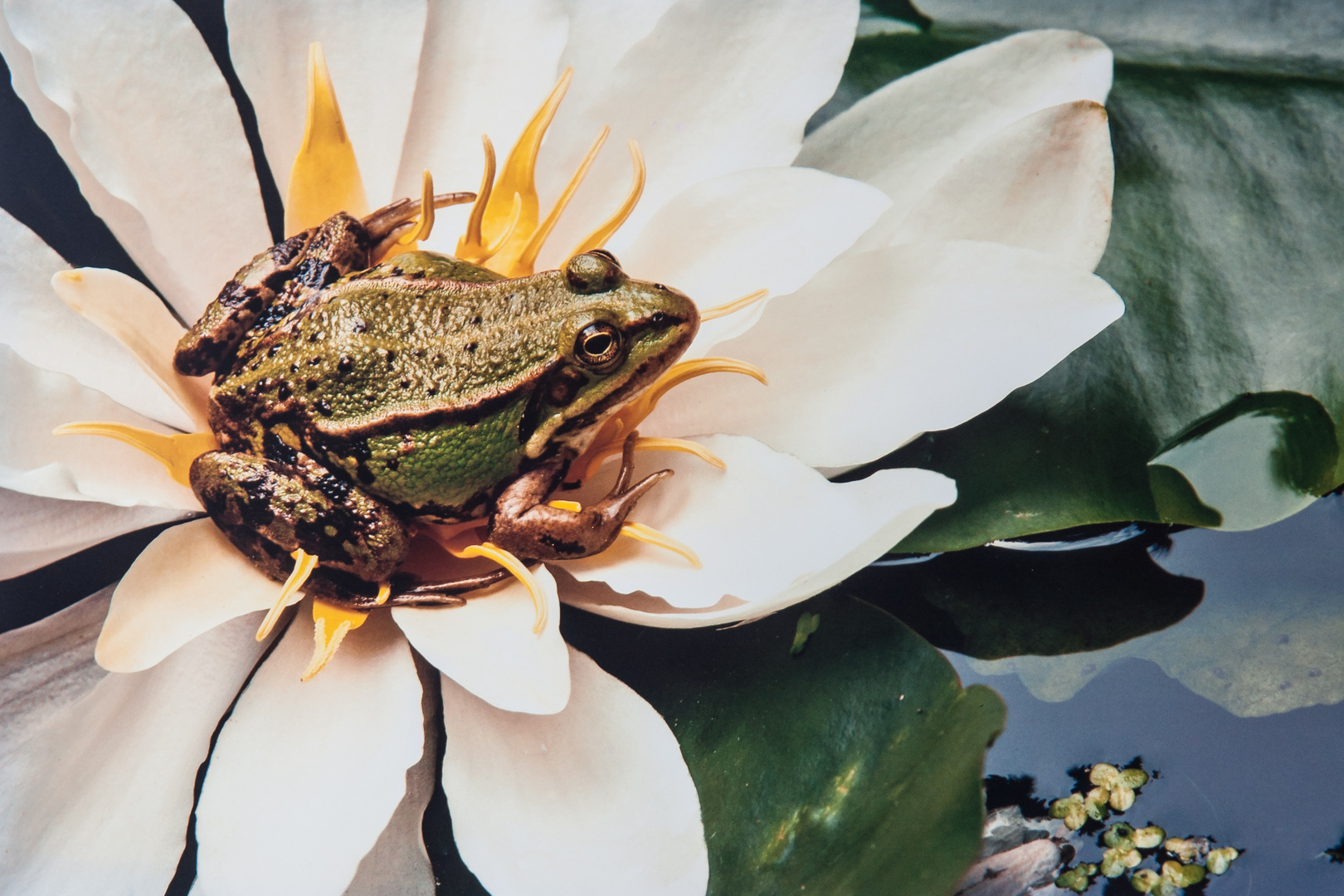 Wasserfrosch auf Seerose