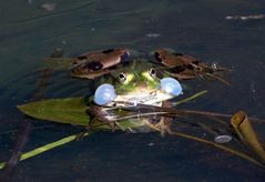 Wasserfrosch