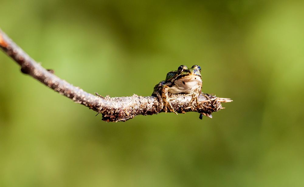 Wasserfrosch