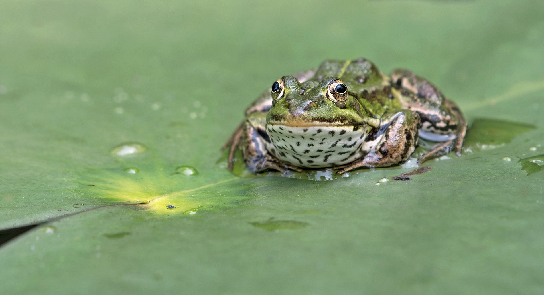 Wasserfrosch