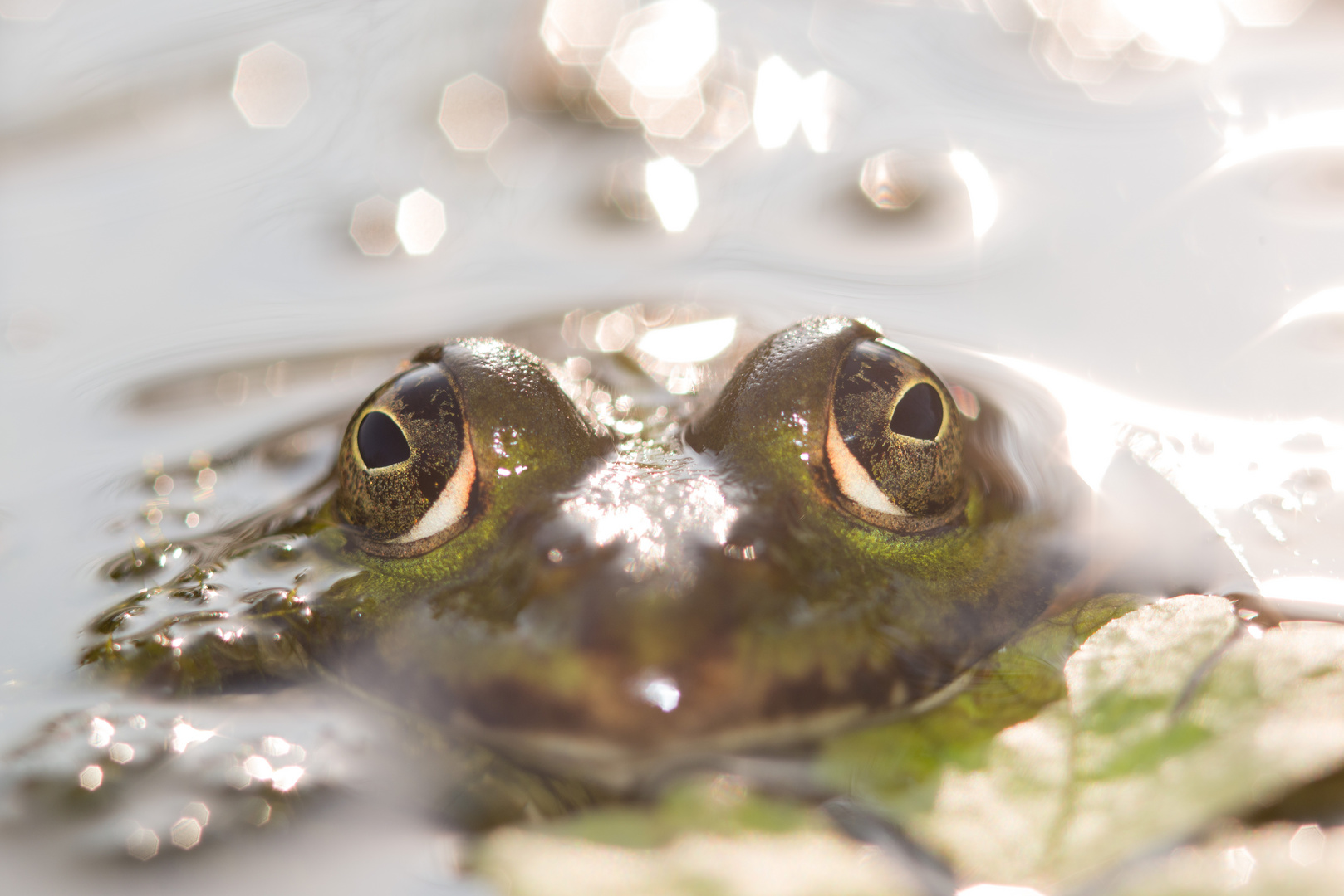 Wasserfrosch