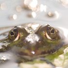 Wasserfrosch