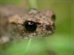 Wasserfrosch Baby