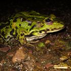 Wasserfrosch bei Nacht