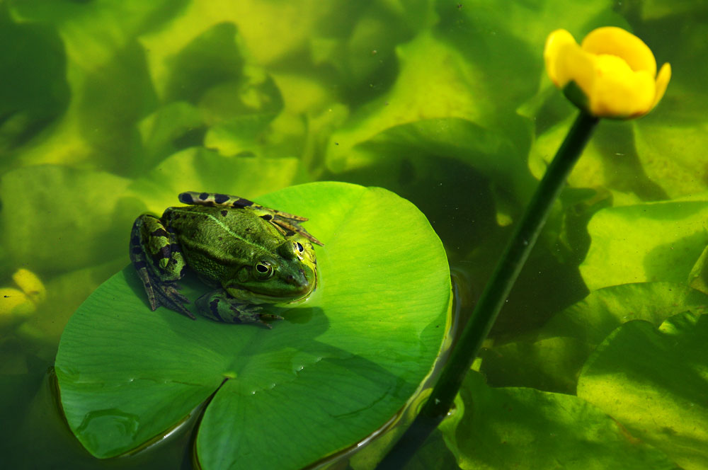 Wasserfrosch bewundert eine Teichrose