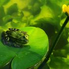 Wasserfrosch bewundert eine Teichrose