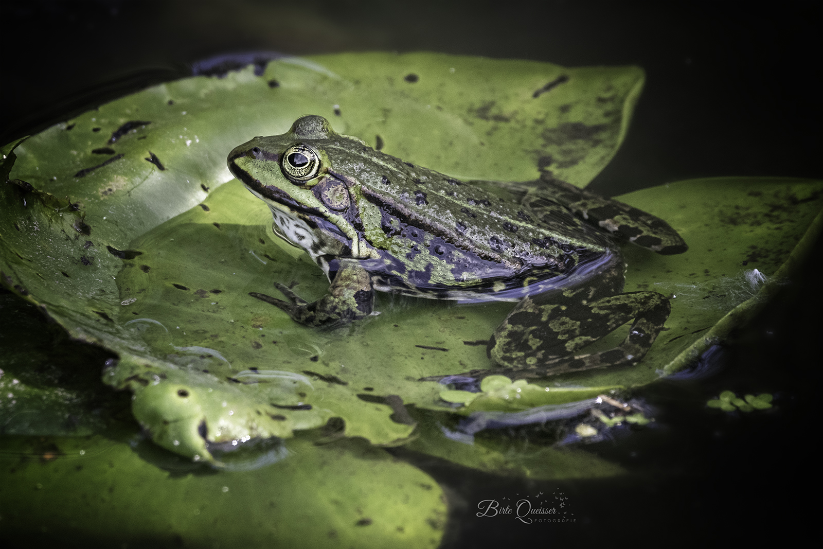 Wasserfrosch