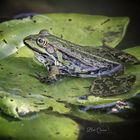 Wasserfrosch