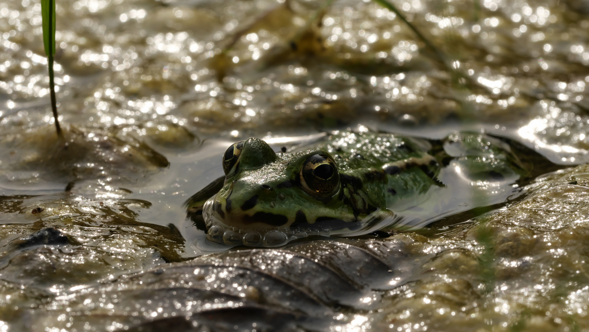 Wasserfrosch