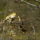 Wasserfrosch