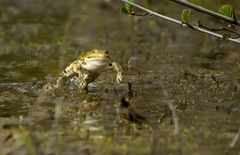 Wasserfrosch