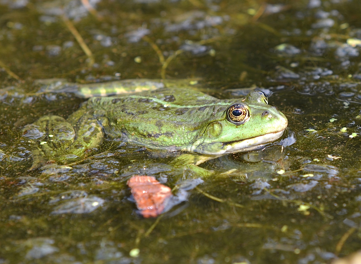 Wasserfrosch