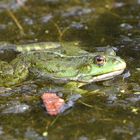 Wasserfrosch