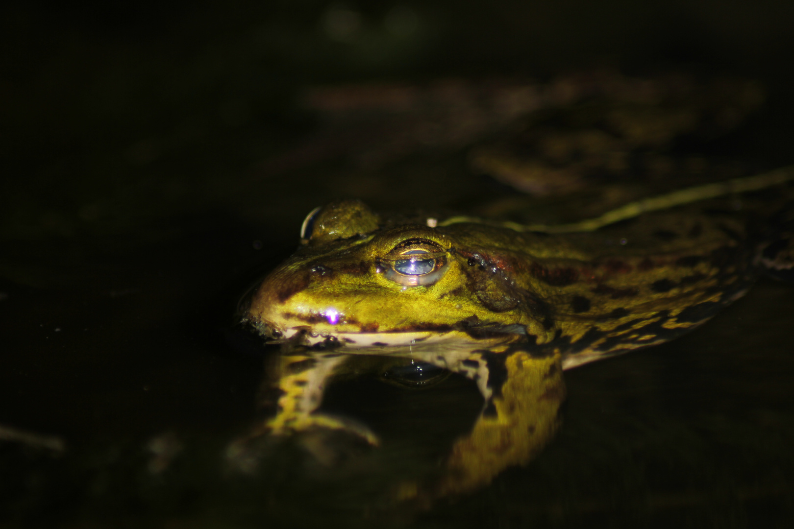 Wasserfrosch