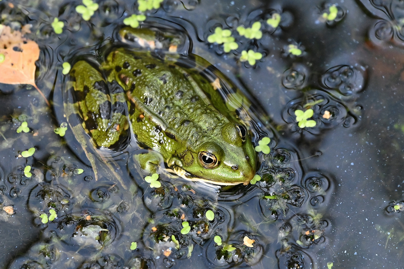 Wasserfrosch