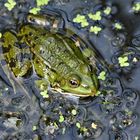 Wasserfrosch