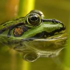 Wasserfrosch