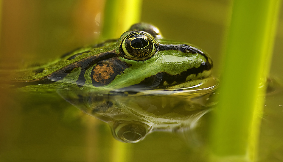 Wasserfrosch von Gernot Blum 