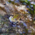 Wasserfrosch