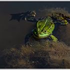 Wasser_Frosch 