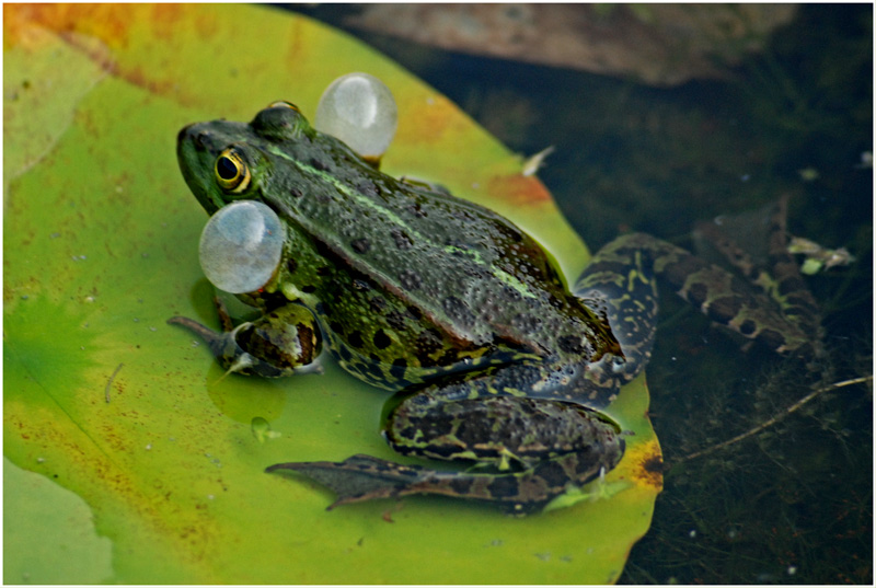 Wasserfrosch