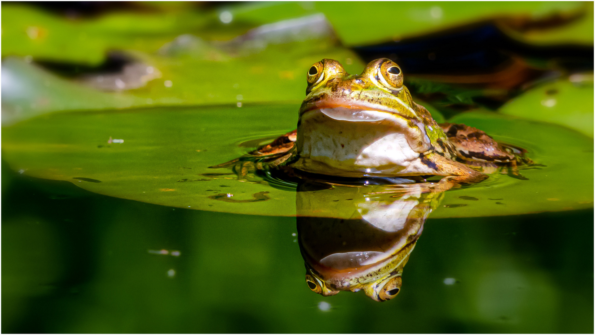 Wasserfrosch