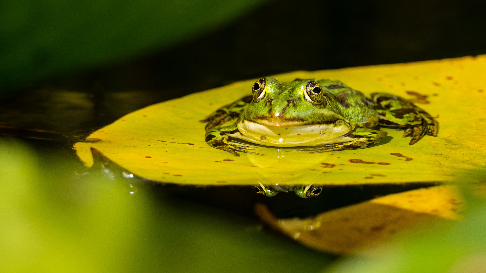 Wasserfrosch