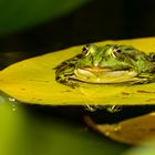 Wasserfrosch