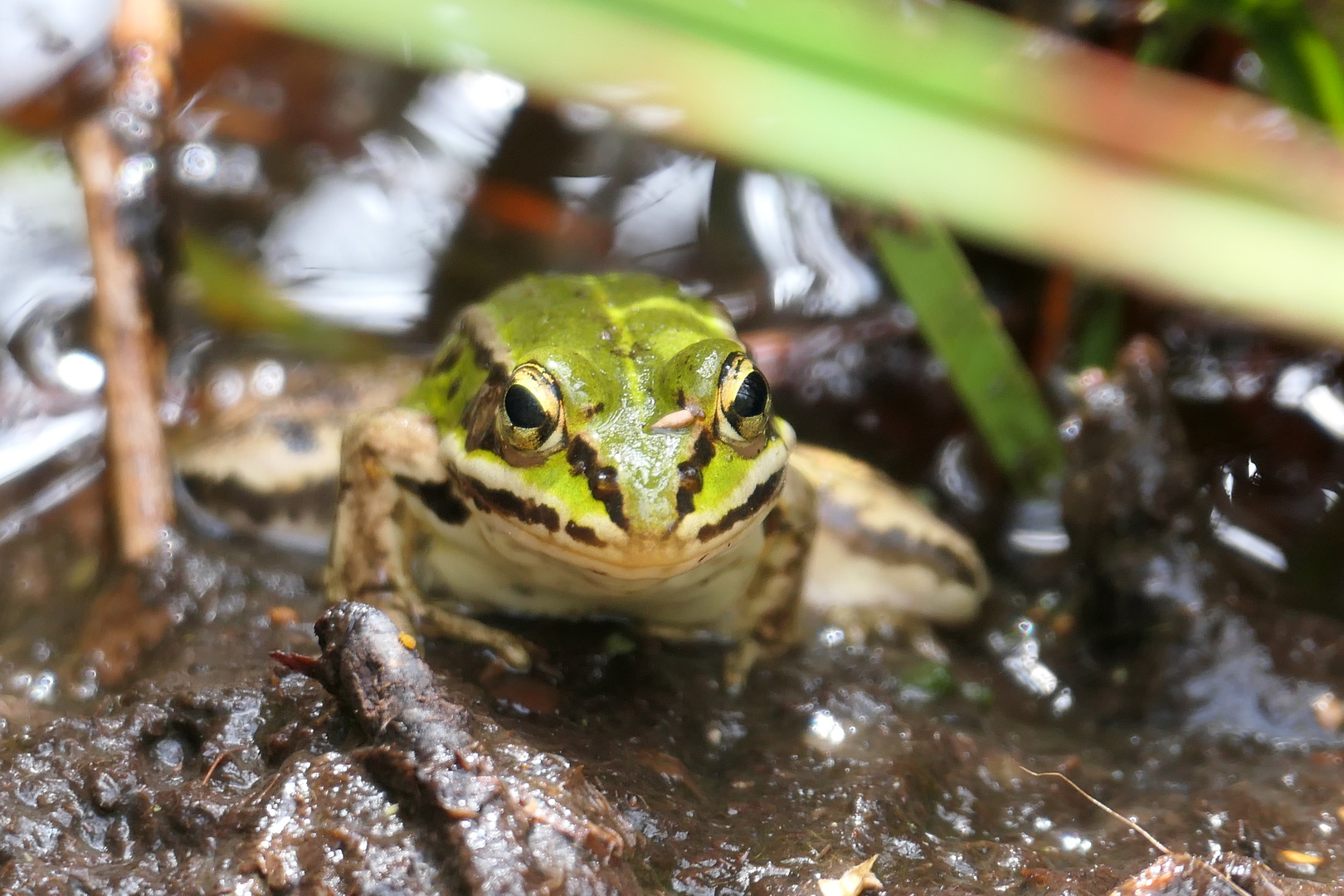 Wasserfrosch