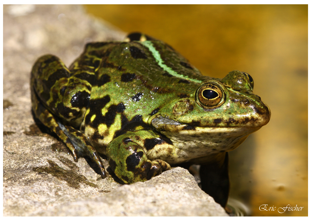 Wasserfrosch