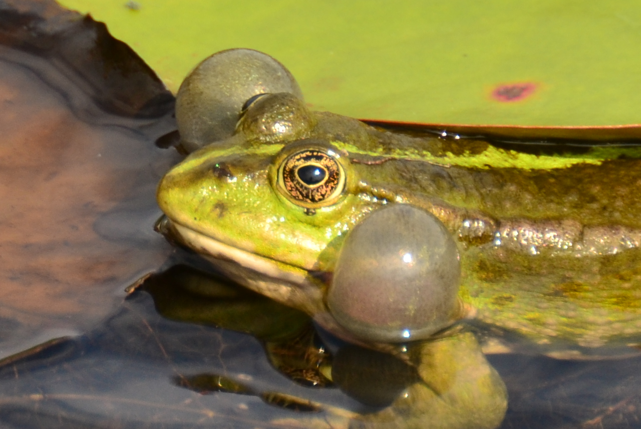 Wasserfrosch