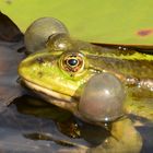 Wasserfrosch