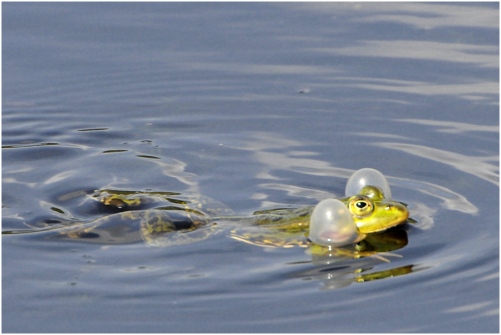 Wasserfrosch ....