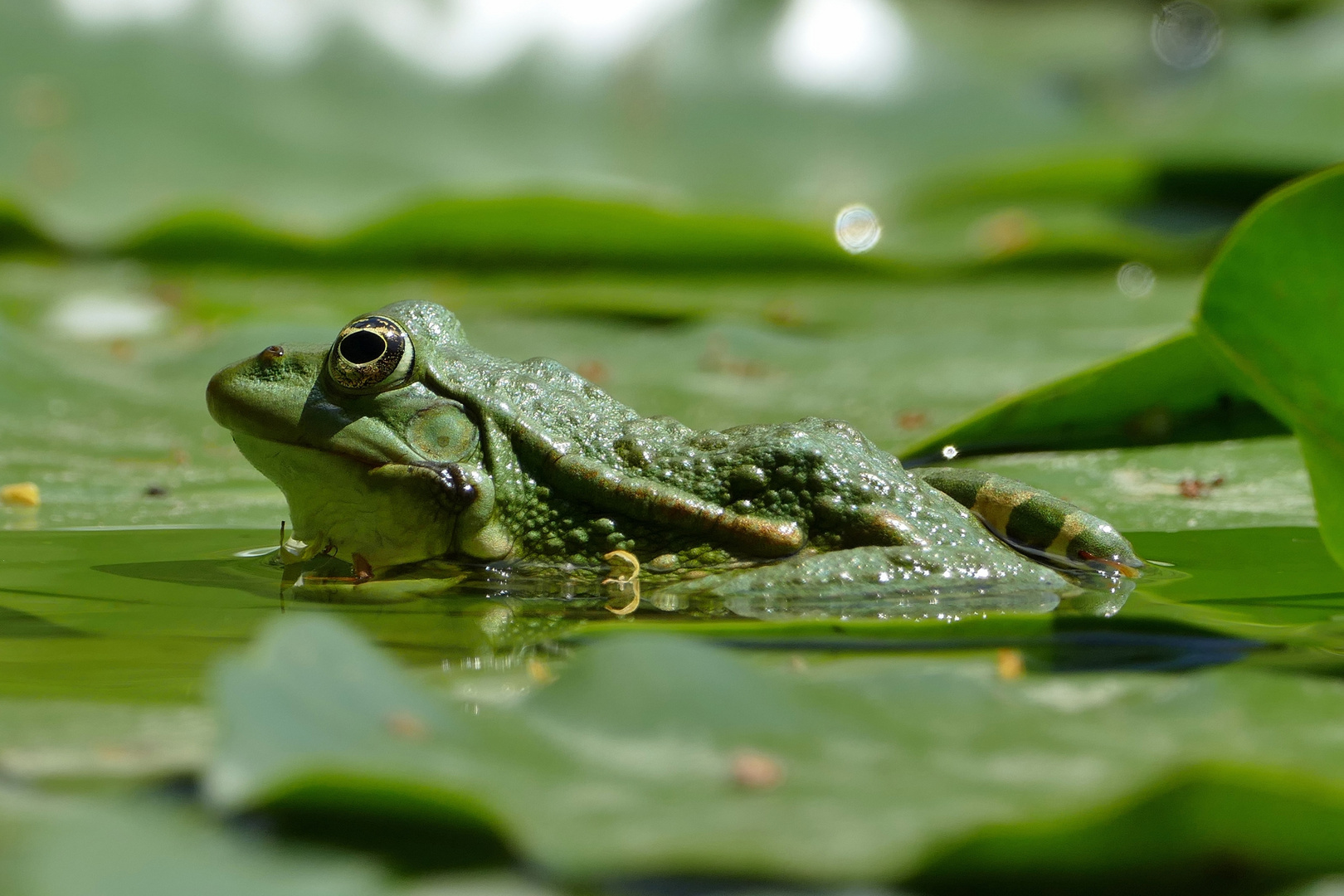 Wasserfrosch