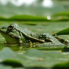 Wasserfrosch