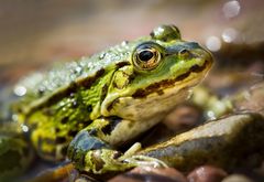 wasserfrosch