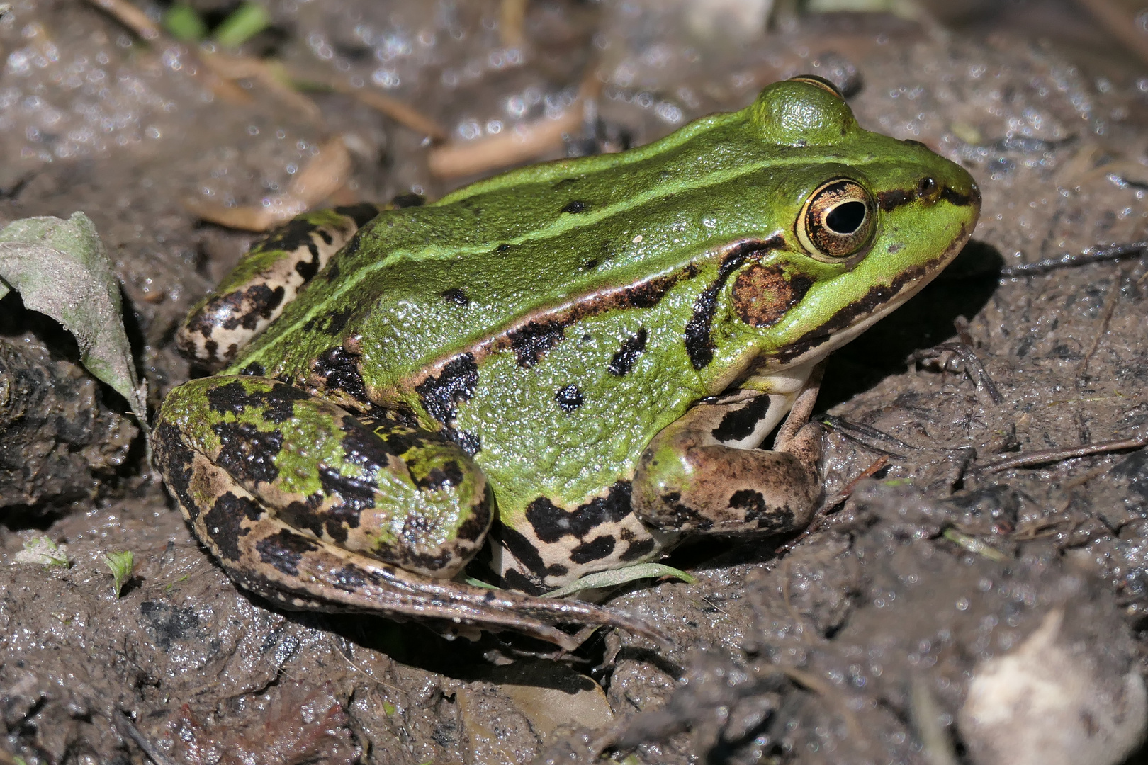 Wasserfrosch