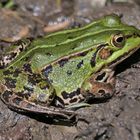 Wasserfrosch