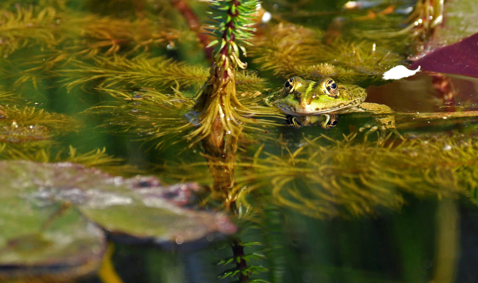 Wasserfrosch