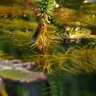 Wasserfrosch