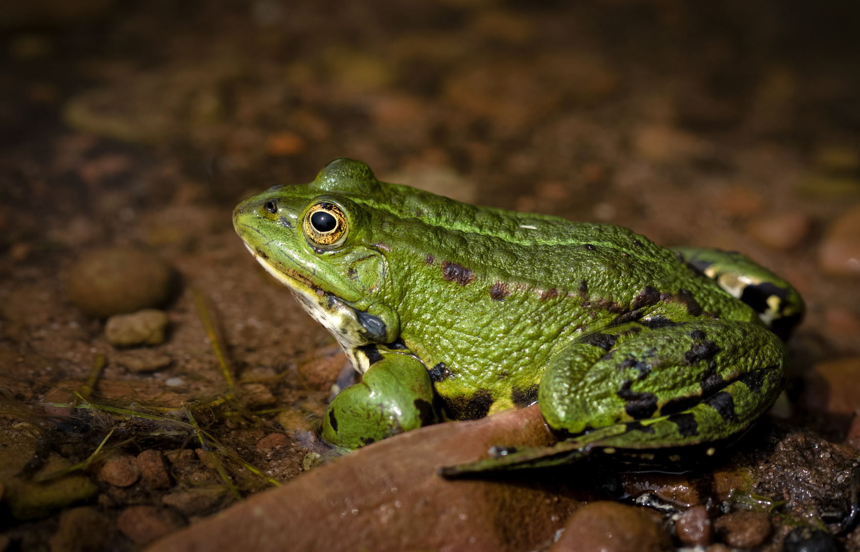 wasserfrosch